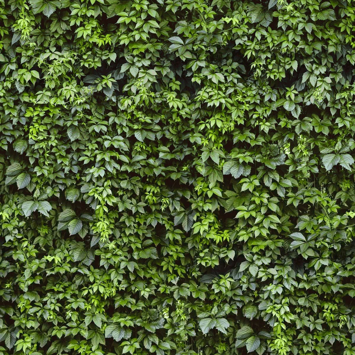 Alfa-Cer Panel kuchenny szklany Cement green bluszcz 60 x 60 cm