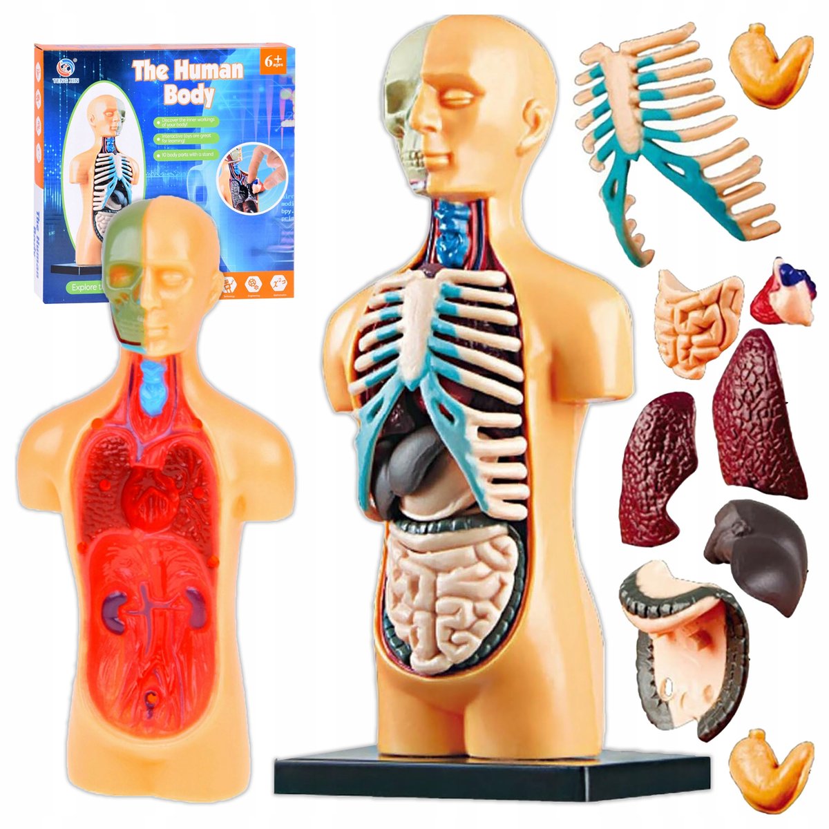 Ciało Człowieka Model Anatomiczny Z Organami Zestaw Edukacyjny Dla Dzieci