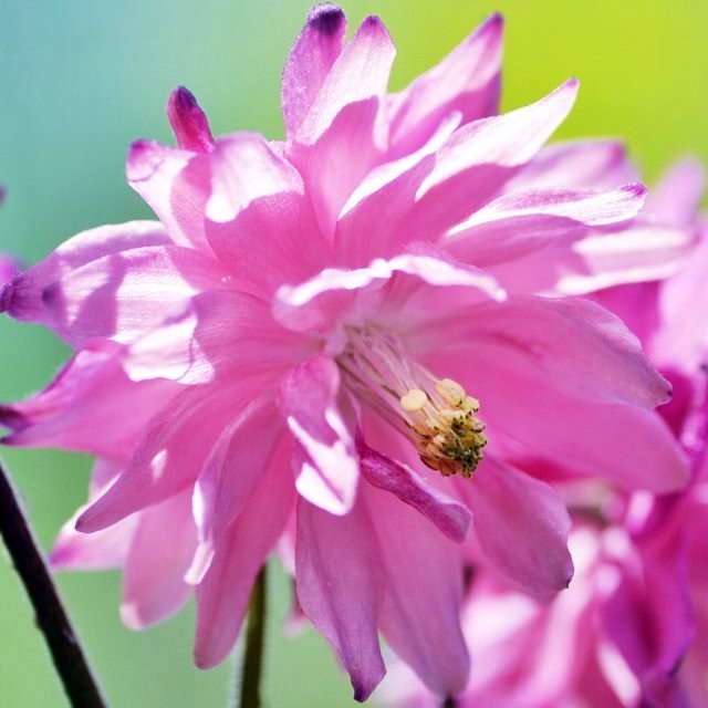 Aquilegia Orlik pełny Barlow Pink 1 szt.
