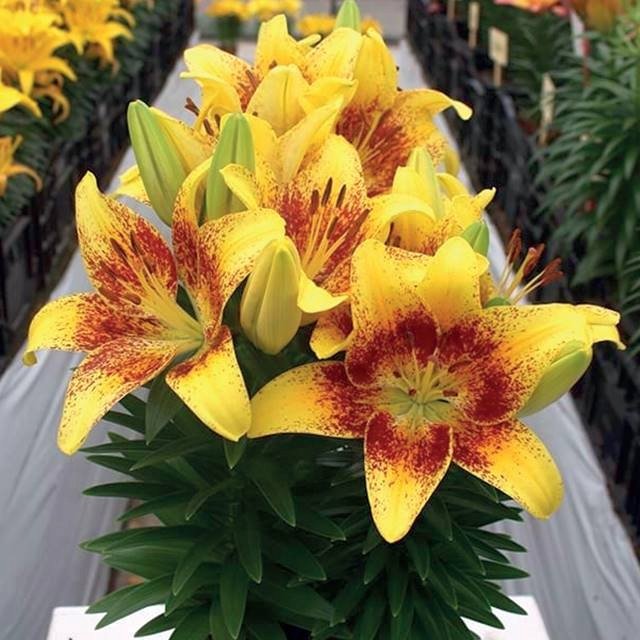 Lilia azjatycka doniczkowa Tiny Nugget 1 szt. cebule cebulki lilii lilie