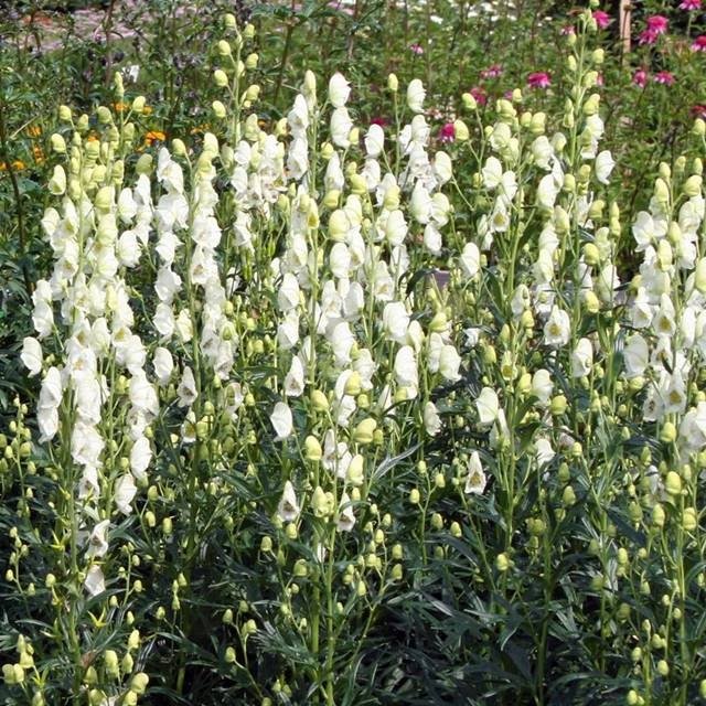 Aconitum napellus Tojad Album 1 szt.