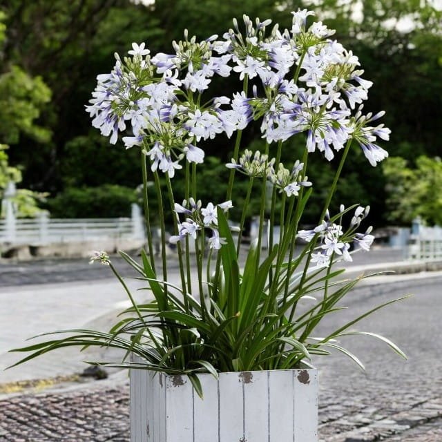 Agapanthus Agapant Twister 1 szt.