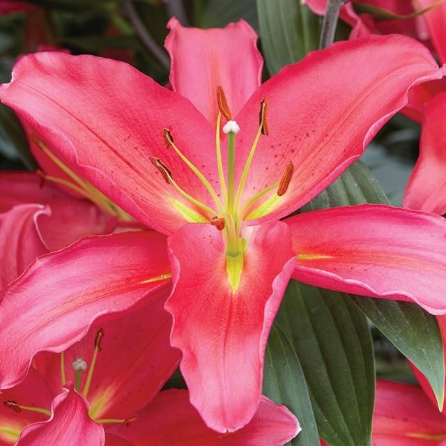 Lilia orientalna Tarrango 1 szt. cebule cebulki lilii lilie