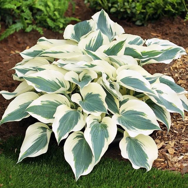 Hosta Funkia Firn Line 1 szt.