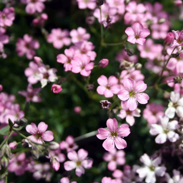 Gypsophila Gipsówka Pacifica Pink różowa 1 szt.