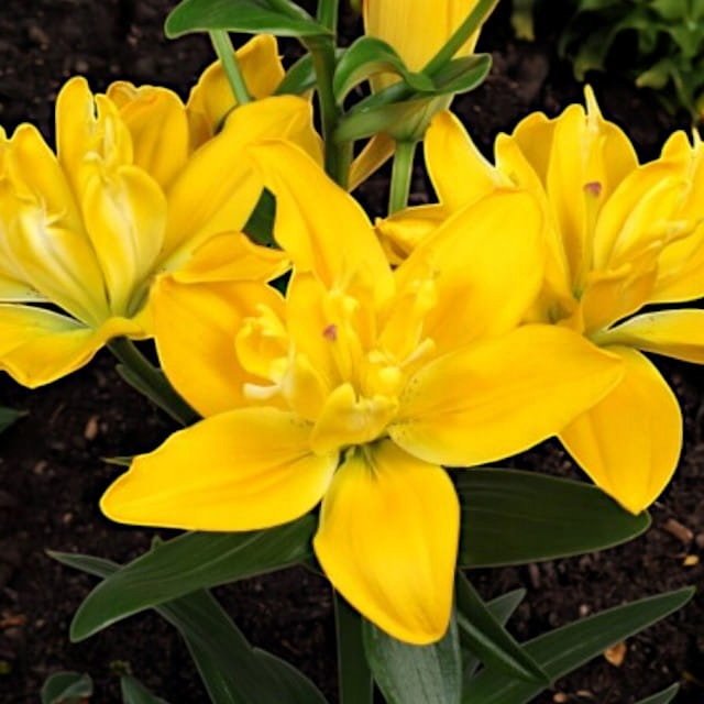 Lilia pełna LA Beverly Gold 1 szt. cebule cebulki lilii lilie