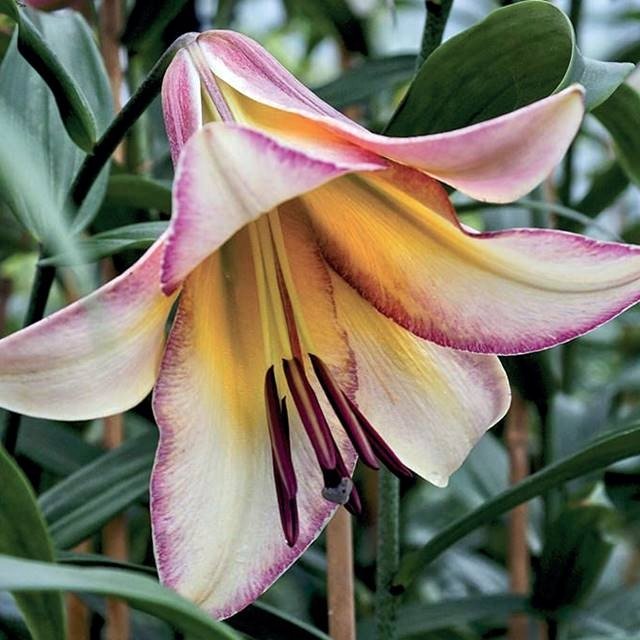 Lilia drzewiasta Beijing Moon 1 szt. cebule cebulki lilii lilie