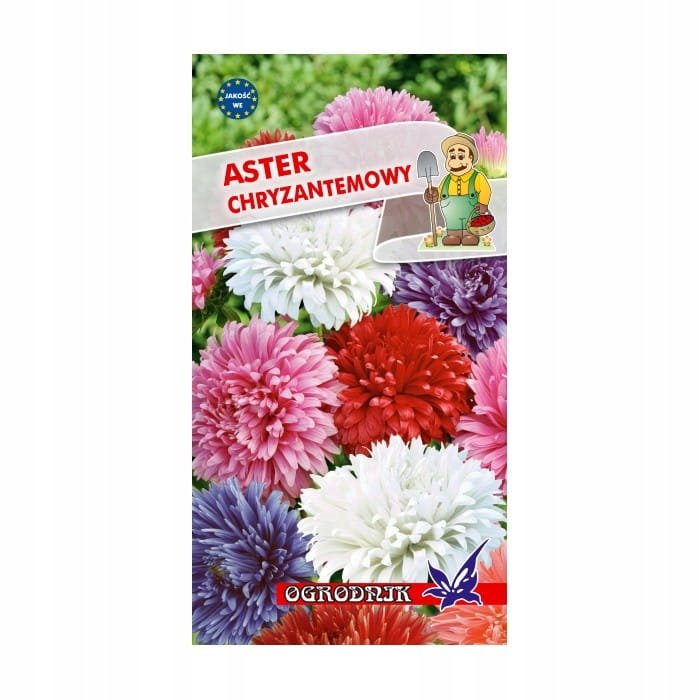 Aster chryzantemowy mieszanka 1g / O /