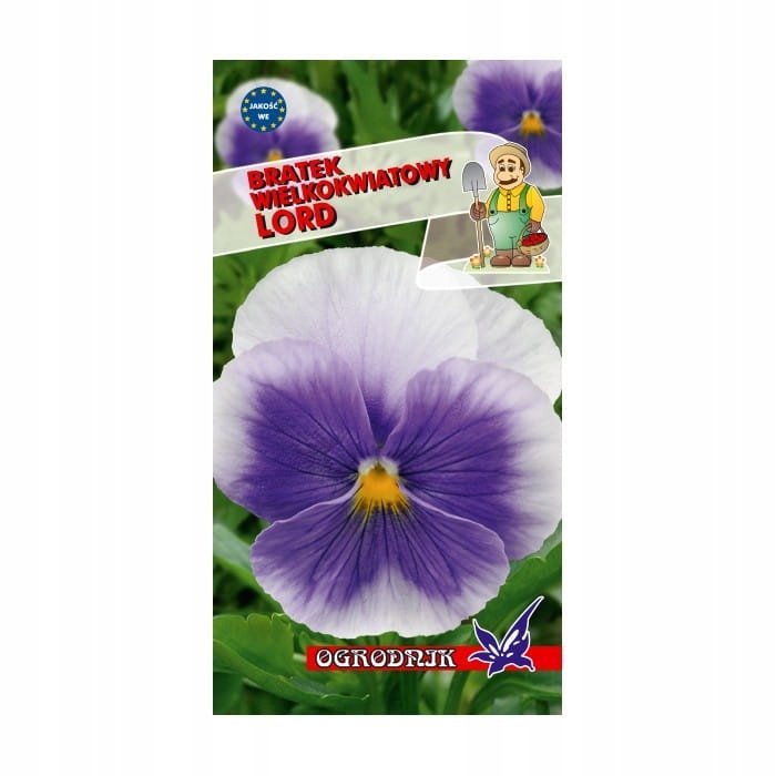 Bratek wielkokwiatowy Lord Beaconsfield nasiona 0,3g / O /