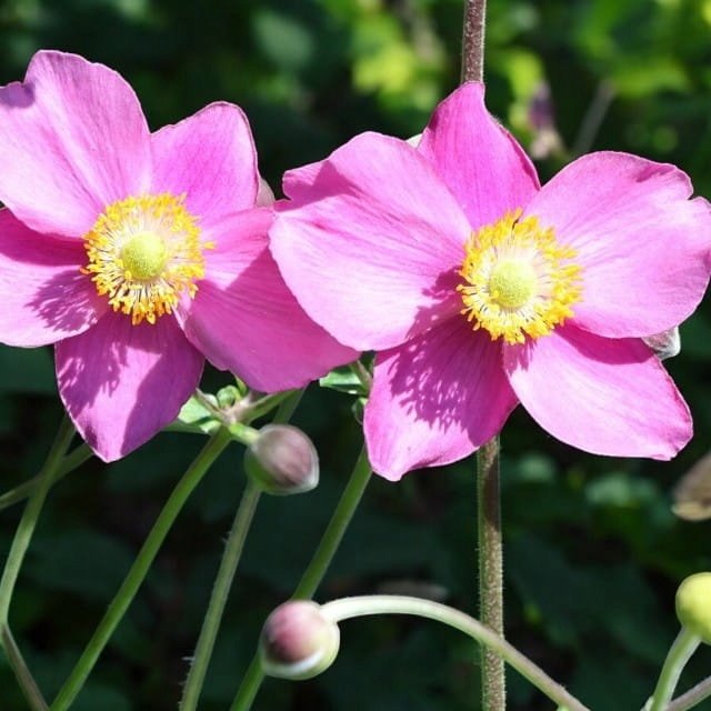 Anemon Zawilec Hadspen Abundance 1 szt. doniczka P11