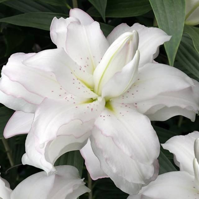 Lilia orientalna pełna Lotus Beauty XXL 1 szt. cebule cebulki lilii lilie