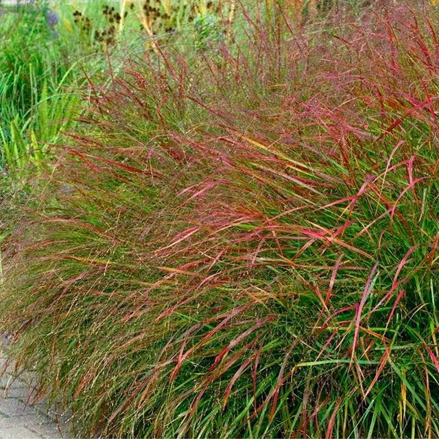 Panicum Trawa Proso Rózgowate Squaw 1 szt. doniczka P9