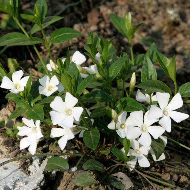 Barwinek pospolity Vinca Minor Alba 1 szt. doniczka P9