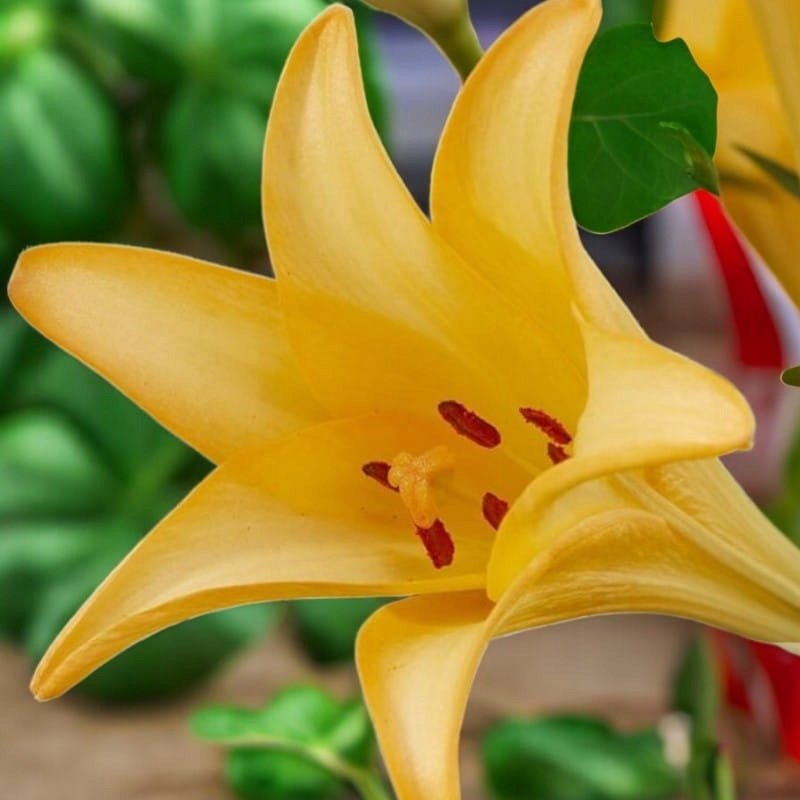 Lilia longiflorum Difference 16/18 cebule cebulki lilii lilie