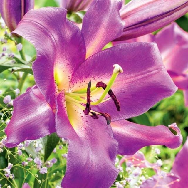 Lilia drzewiasta Purple Lady 1 szt. cebule cebulki lilii lilie