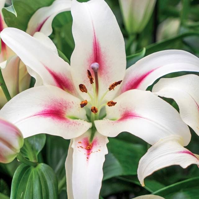 Lilia drzewiasta Nymph 1 szt. cebule cebulki lilii lilie