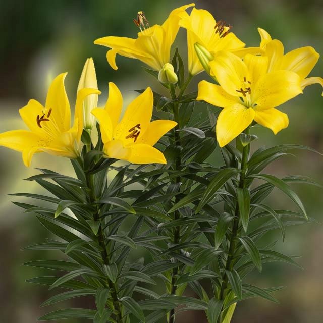 Lilia azjatycka doniczkowa Summer Sun 1 szt. cebule cebulki lilii lilie