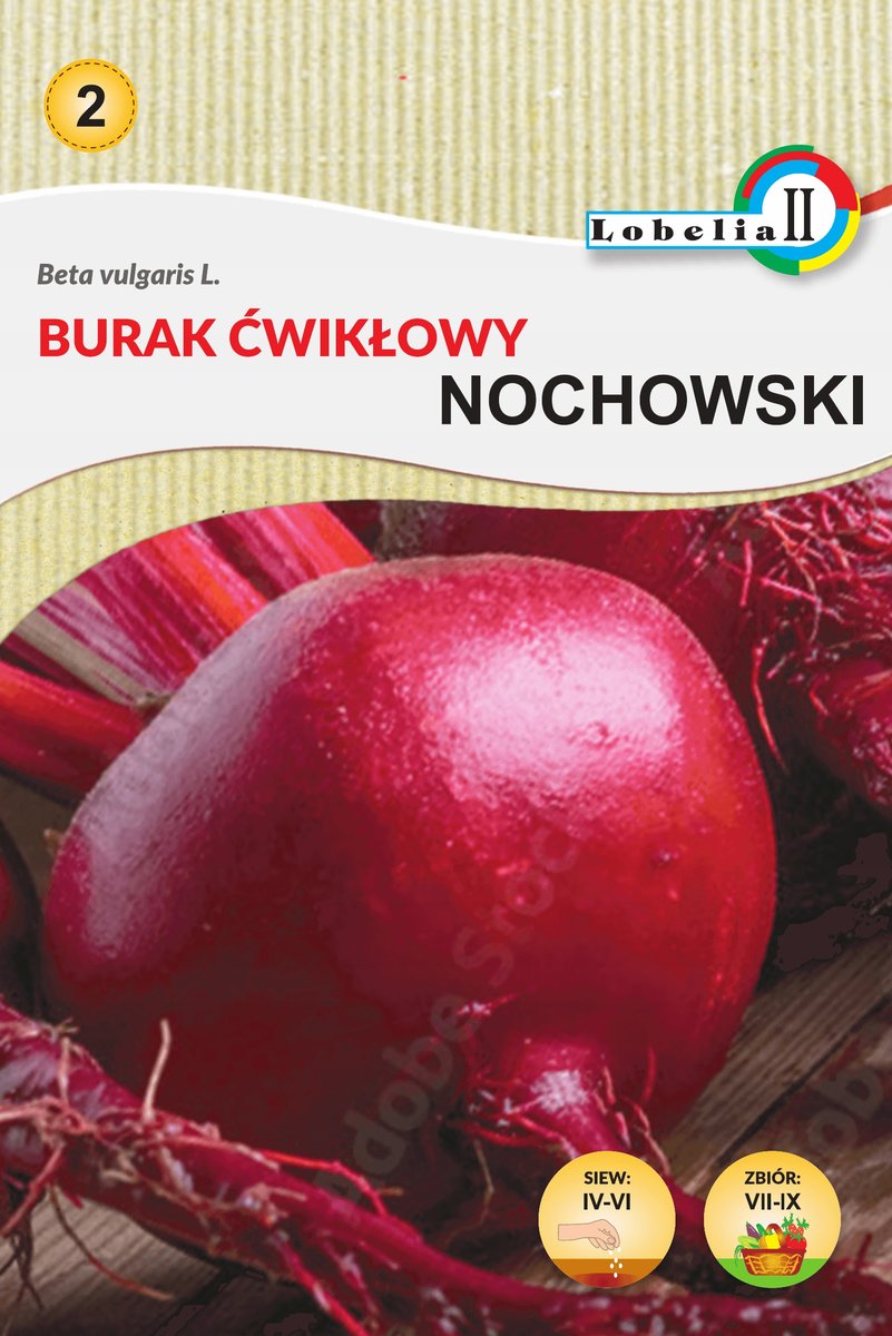 Burak ćw.Nochowski nasiona 10g / L /