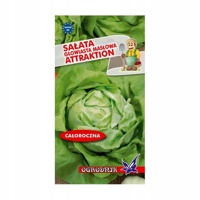 Sałata masłowa Attraktion nasiona 2g / O /