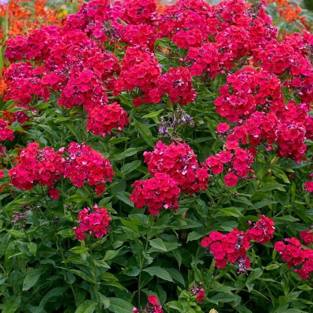 Phlox Płomyk Red Riding Hood 1 szt. doniczka P9