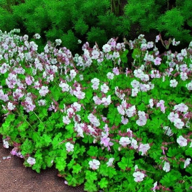 Geranium Bodziszek kantabryjski Saint Ola 1 szt. doniczka P11