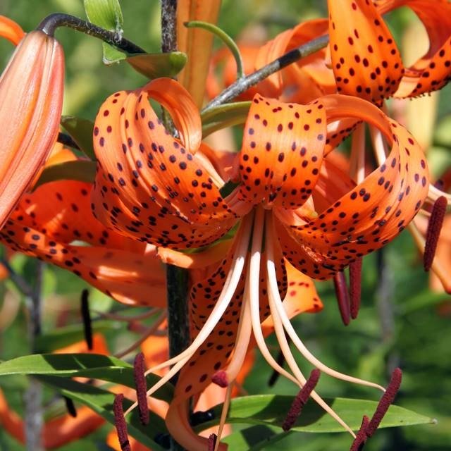 Lilia tygrysia Tigrinum 1 szt. cebule cebulki lilii lilie