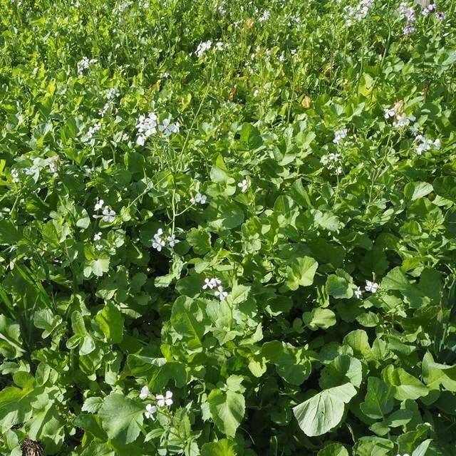 Rzodkiew oleista przedplon i poplon nasiona 1 kg