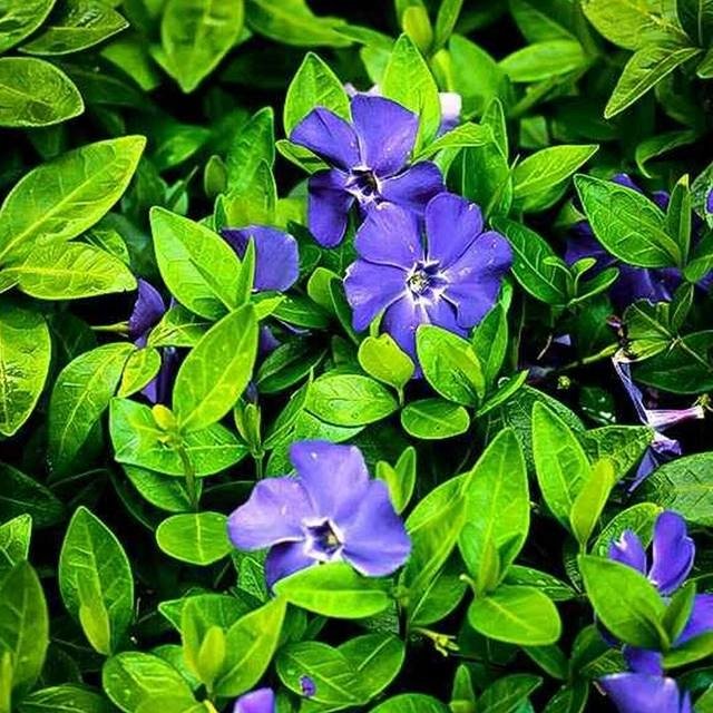 Barwinek pospolity Vinca Minor 1 szt. doniczka P9