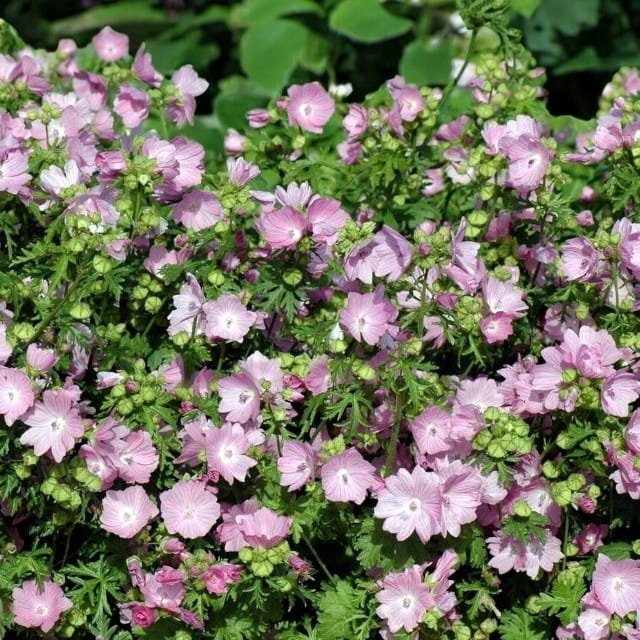 Malva moschata Ślaz piżmowy Rosea 1 szt. doniczka P9