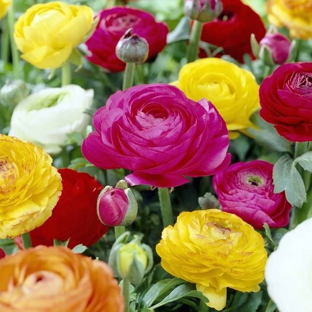 Ranunculus jaskier cebulki mieszanka mix 15 szt.