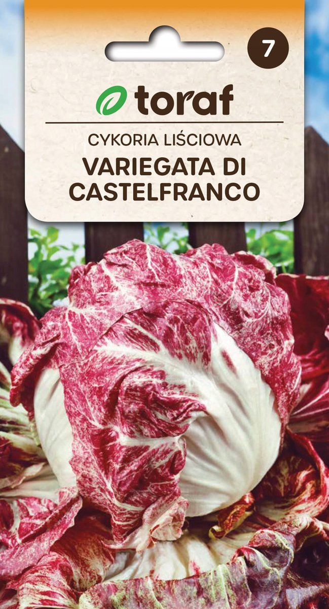 Cykoria liśc. Variegata di Castelfranco 5g / T /