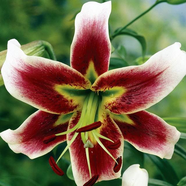 Lilia drzewiasta Leslie Woodriff 1 szt. cebule cebulki lilii lilie