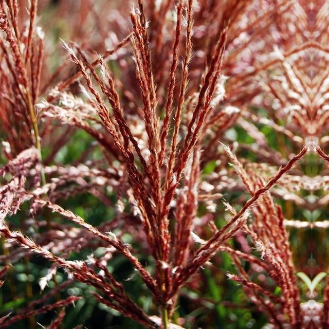 Miscanthus Miskant Ferner Osten Trawa 1 szt. doniczka P9