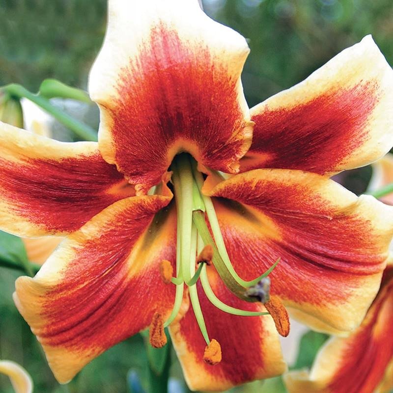 Lilia drzewiasta Red Morning 1 szt. cebule cebulki lilii lilie