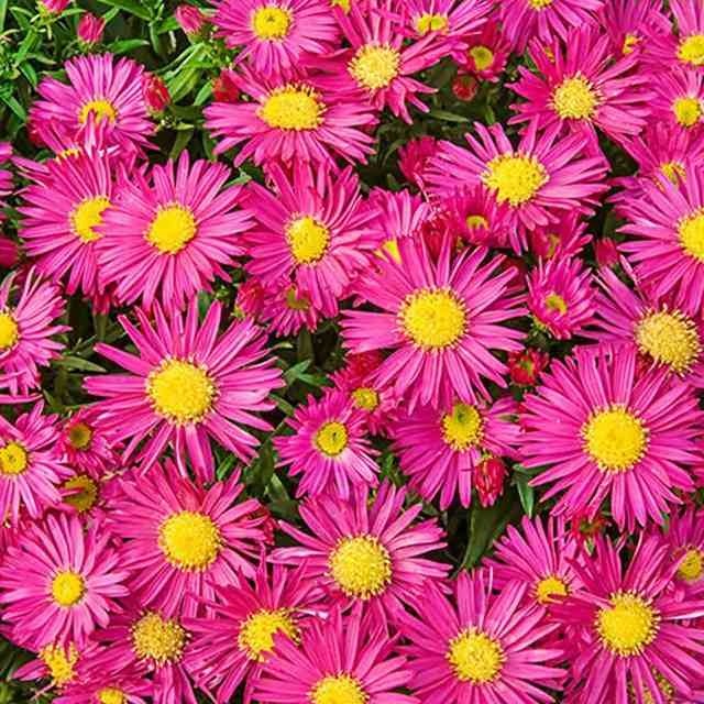 Aster nowobelgijski Winston Churchill 1 szt.