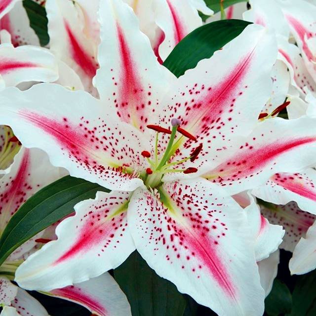 Lilia orientalna Lovely Day 1 szt. cebule cebulki lilii lilie