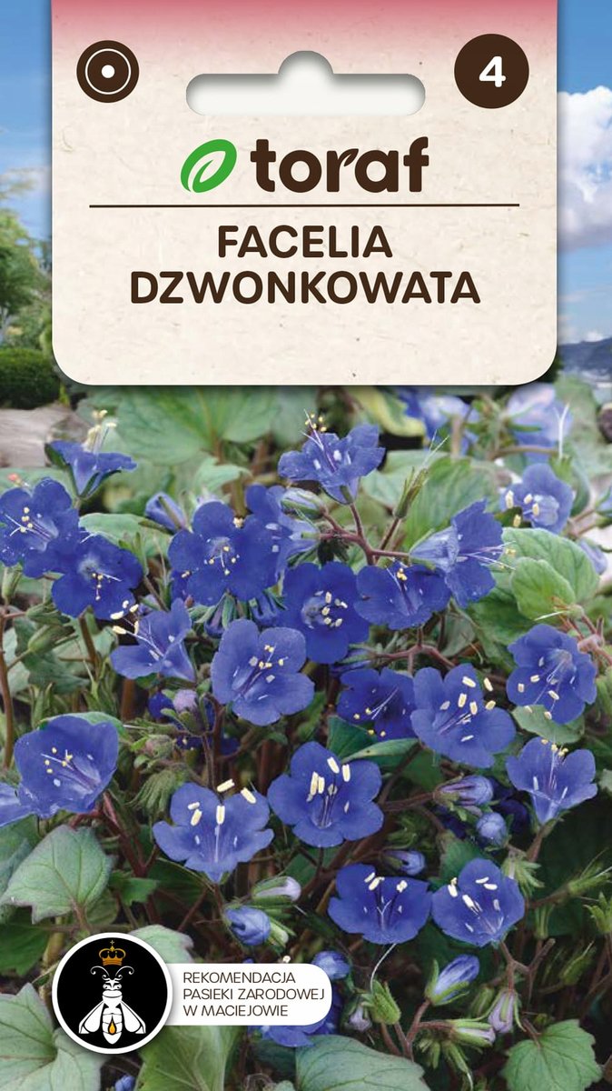 Facelia dzwonkowata nasiona 0,5g / T /