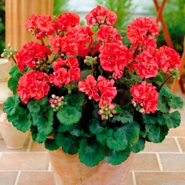 Pelargonia Rabatowa czerwona F2 (Pelargonium zonale) 12 nasion