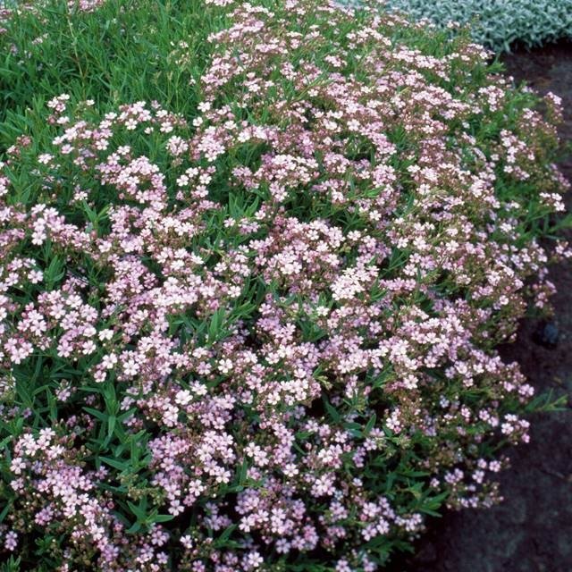 Gipsówka rozesłana Rosea 1 szt. doniczka P9