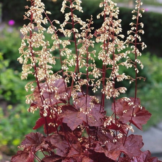 Heuchera Żurawka drobna Palace Purple 1 szt.