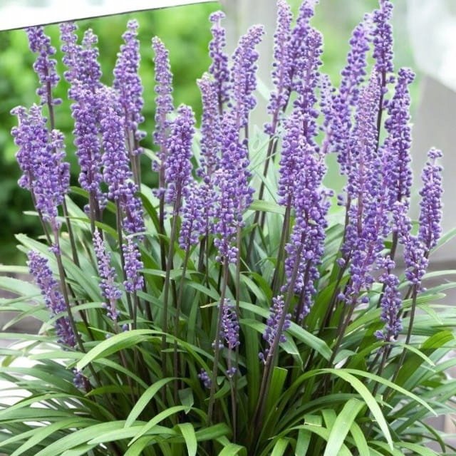 Liriope muscari Big Blue 1 szt. doniczka P11