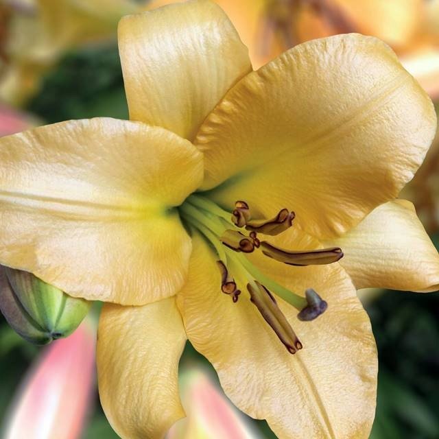 Lilia drzewiasta Saltarello 1 szt. cebule cebulki lilii lilie