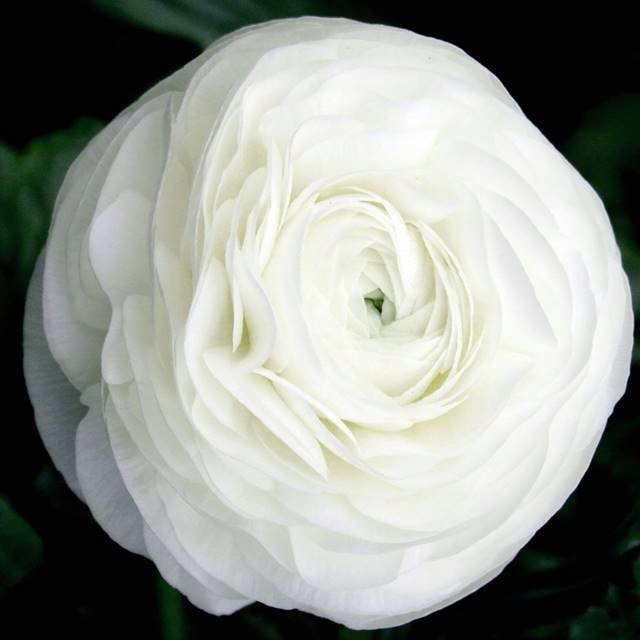 Ranunculus jaskier biały cebulki 5 szt.