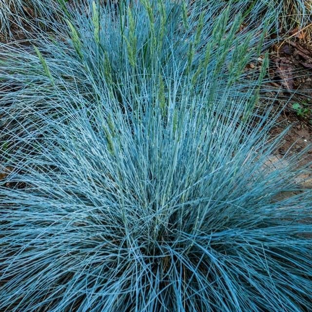 Festuca Kostrzewa Intense Blue 1 szt. doniczka P9