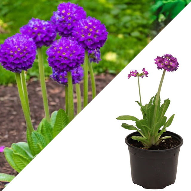 Primula Pierwiosnek ząbkowany Purple doniczka fi12