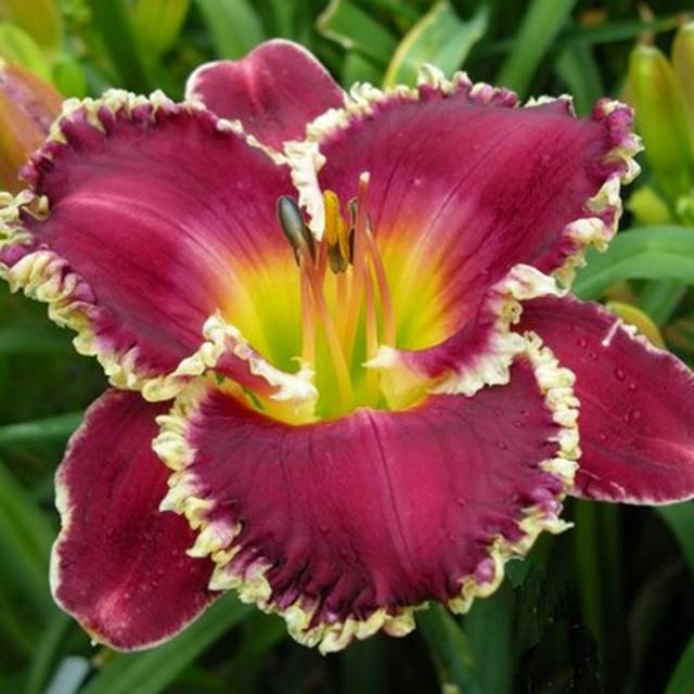 Hemerocallis Liliowiec Bettylen 1 szt.