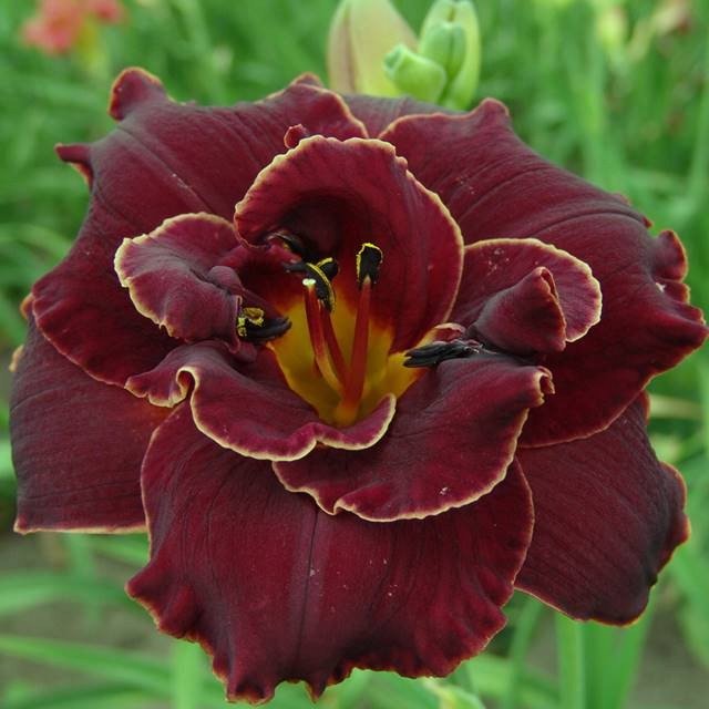 Hemerocallis Liliowiec Night Embers 1 szt.