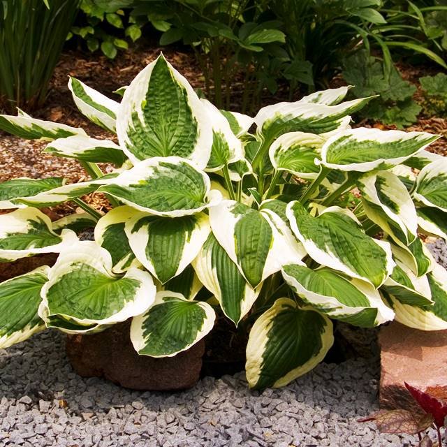 Hosta Funkia Patriot 1 szt. sadzonka sadzonki