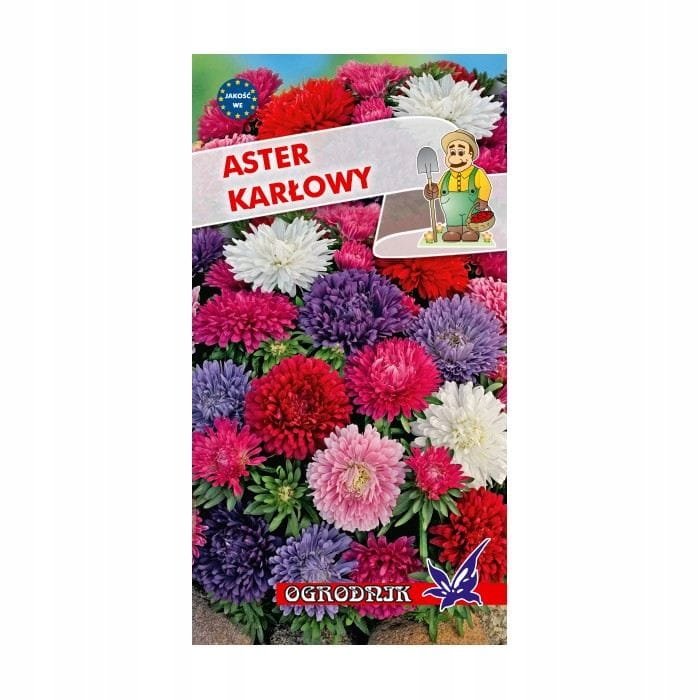 Aster karłowy mieszanka 1g / O /