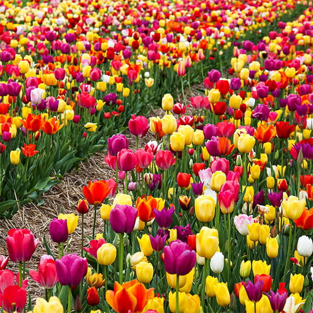 Tulipan polski mieszanka mix 50 szt. 12/+ cebule cebulki